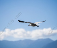 股票分红10派几